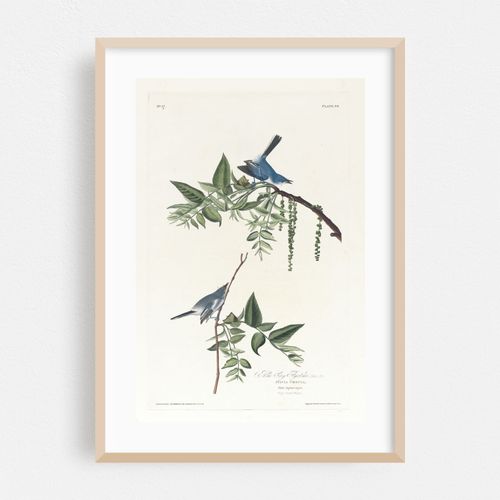 Blue grey flycatcher (1827–1838)