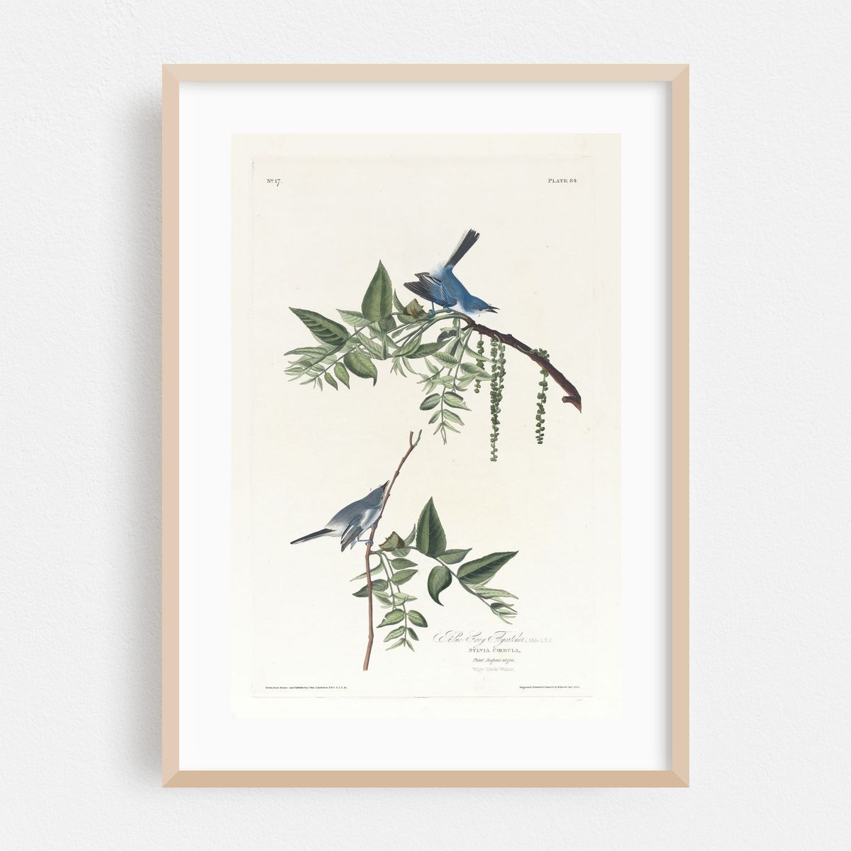 Blue grey flycatcher (1827–1838) – image 1 of 16