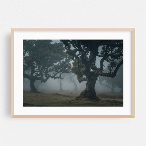 Lost in the Fog