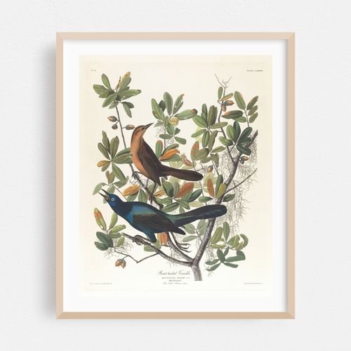 Boat-tailed grackle (1827–1838)