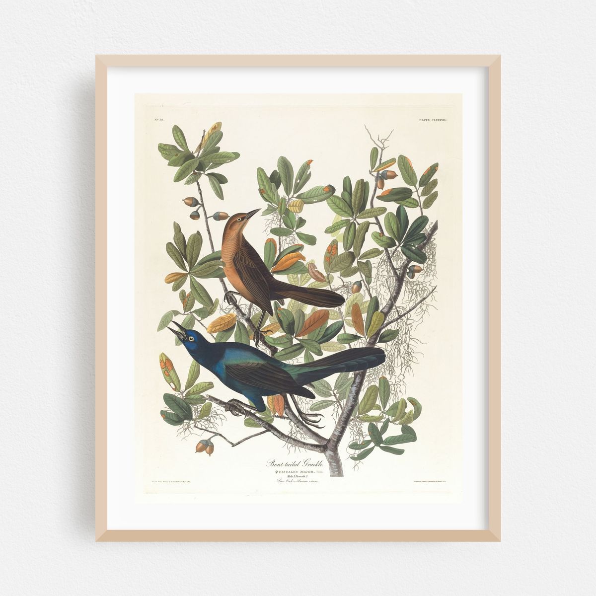 Boat-tailed grackle (1827–1838) – image 1 of 12