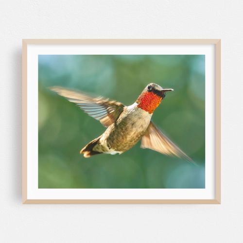 Ruby-Throated Hummingbird