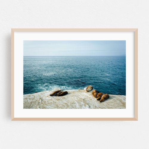 Sea Lions in La Jolla 02