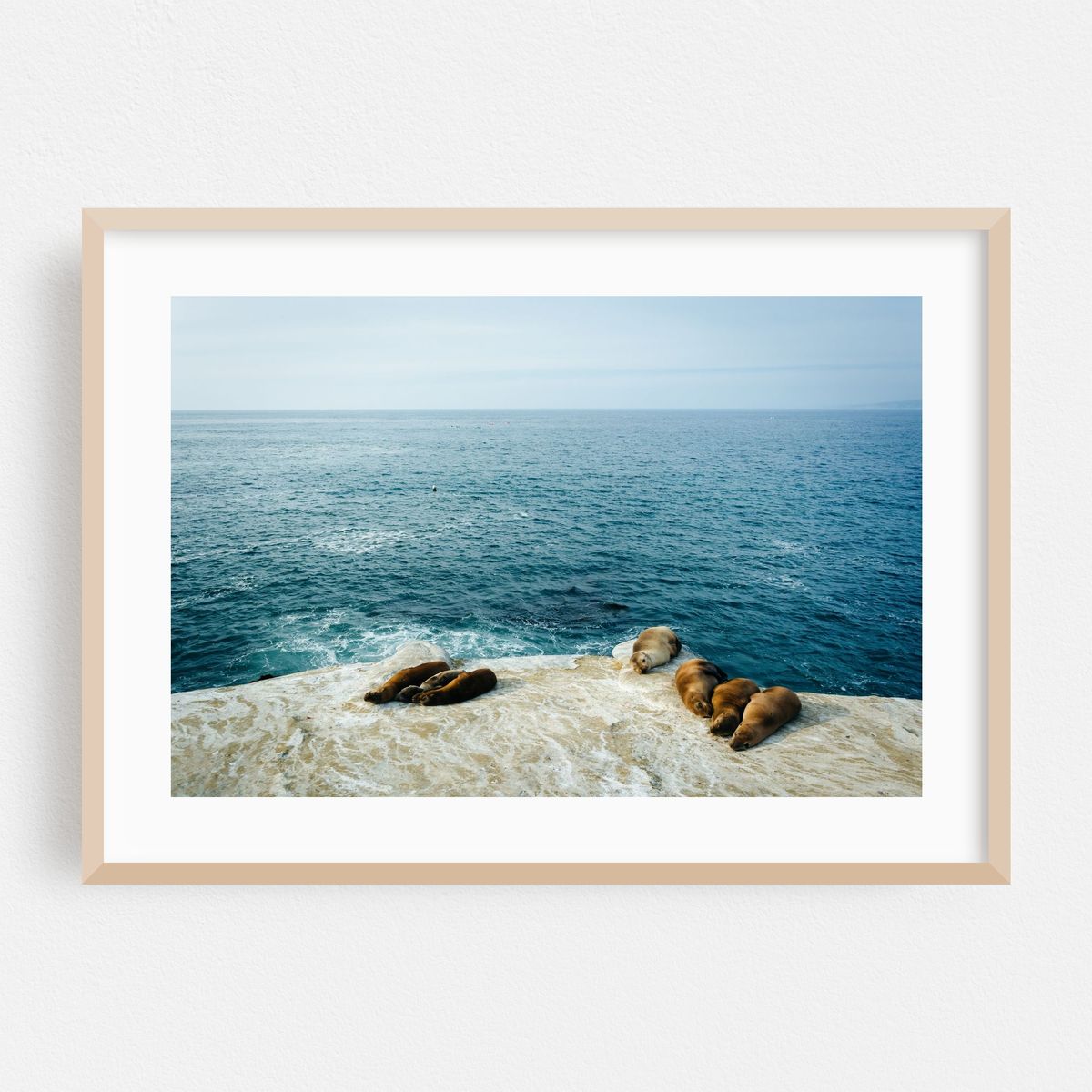 Sea Lions in La Jolla 02 – image 1 of 6