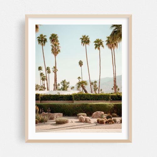 Palm Trees in Palm Springs 01