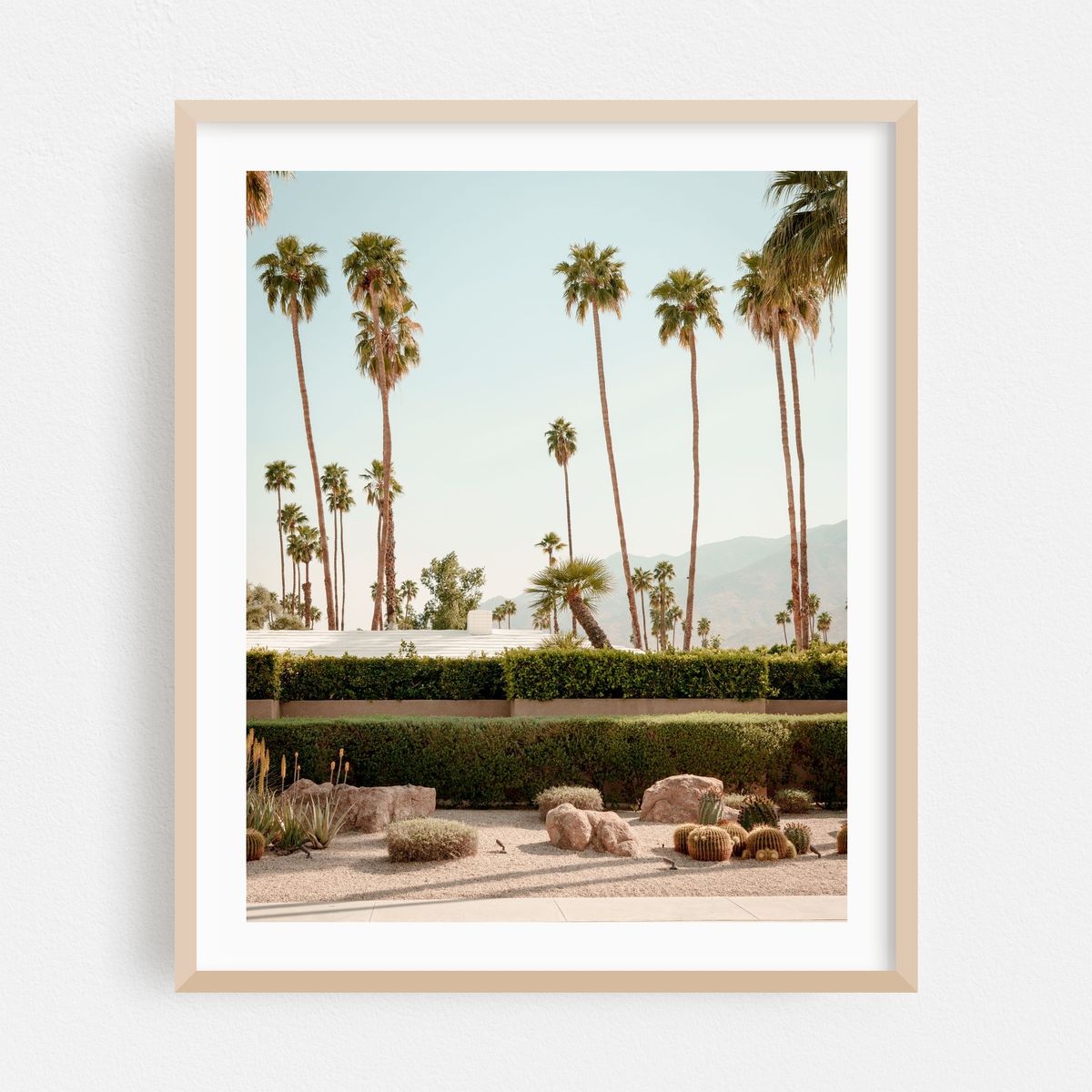 Palm Trees in Palm Springs 01 – image 1 of 12