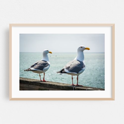 Friends & Seagulls