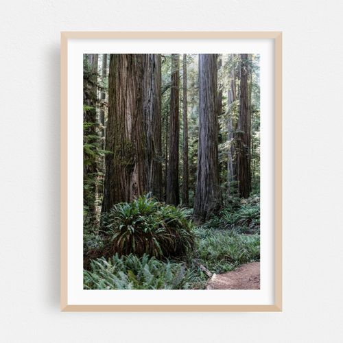Exploring the serene beauty of ancient redwood trees