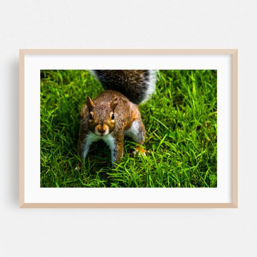 Public Garden Squirrel 01