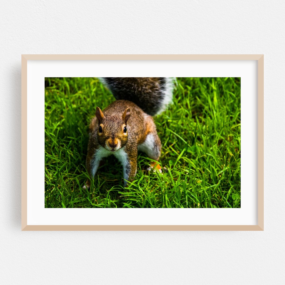Public Garden Squirrel 01 – image 1 of 6