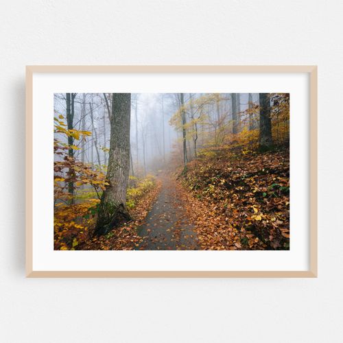 Fog Foliage No. 2