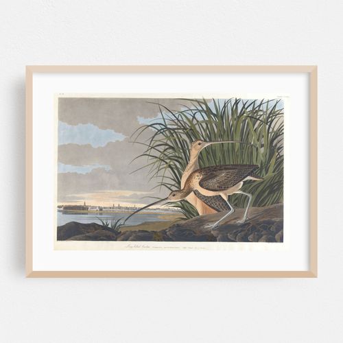 Long-billed curlew (1827–1838)