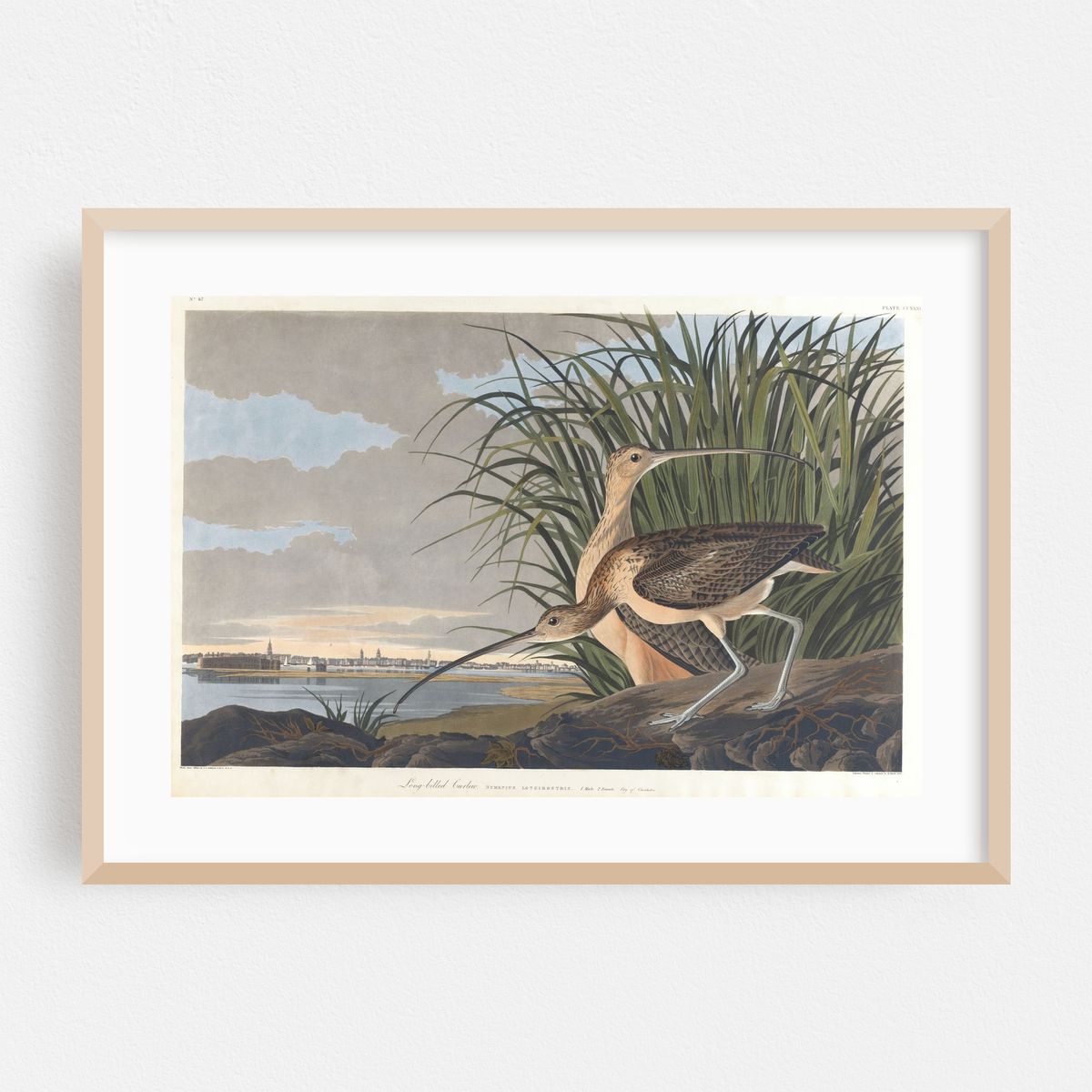 Long-billed curlew (1827–1838) – image 1 of 6