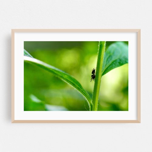 Spider on the Hunt 01