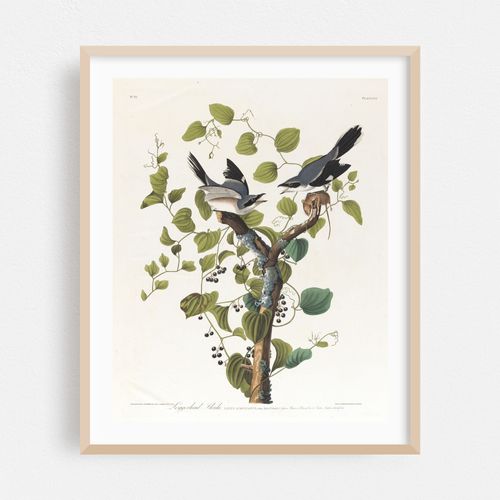 Loggerhead shrike (1827–1838)