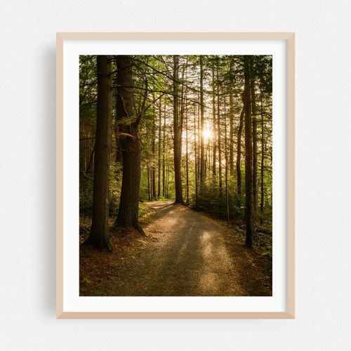 Forest Walk 01