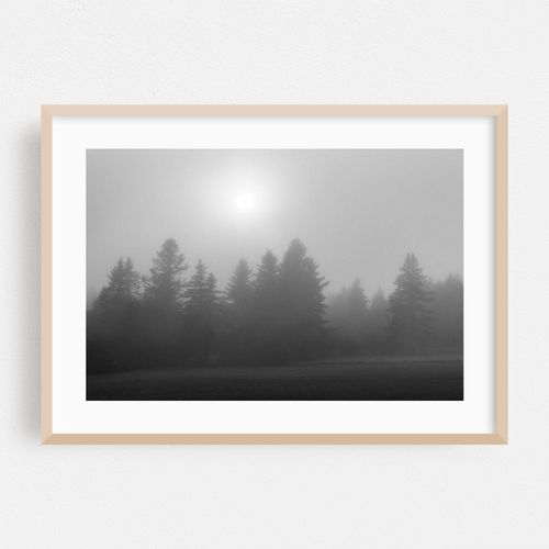 Foggy Pines, Cutler 02
