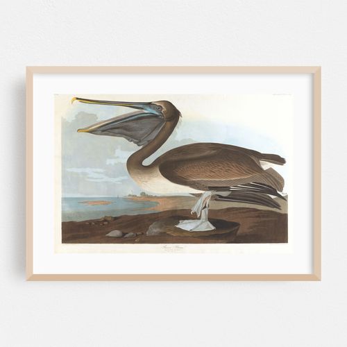 Brown pelican (1827–1838)