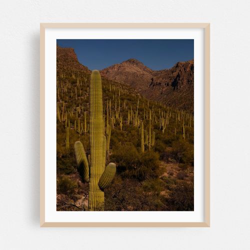 Postcard From Tucson