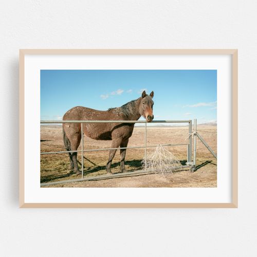 Horse in Seligman