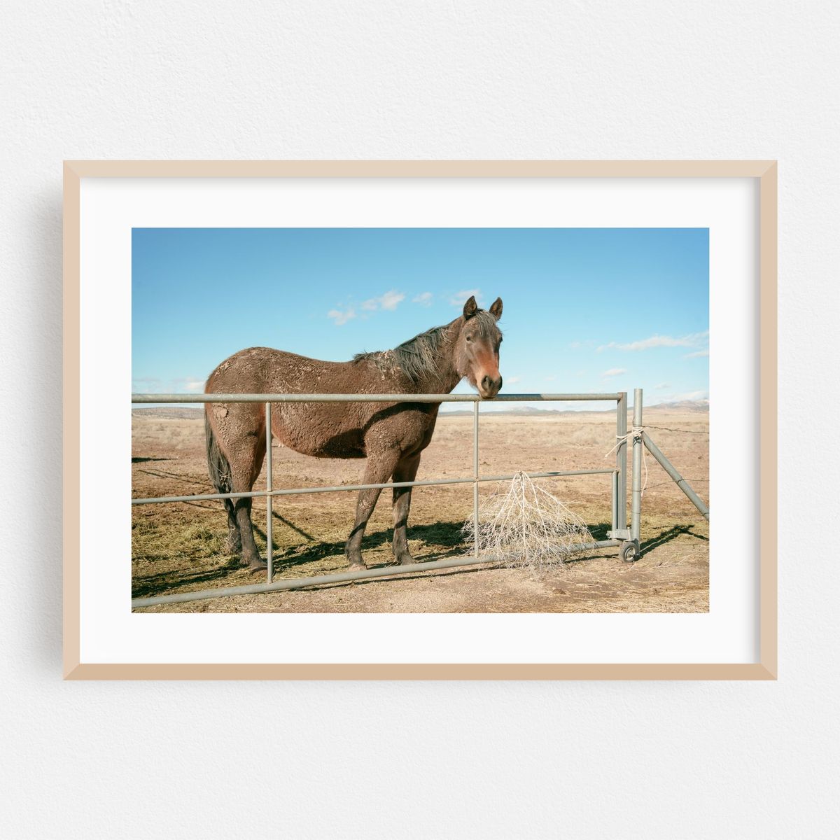 Horse in Seligman – image 1 of 6