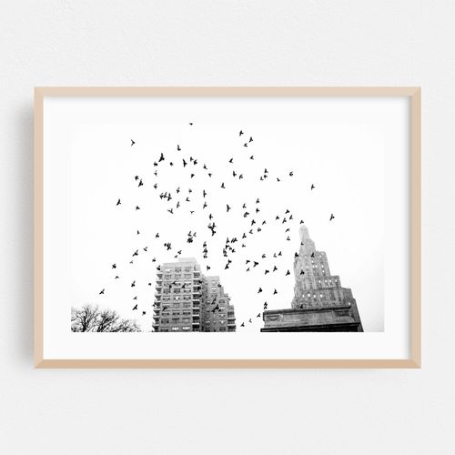 Pigeons over Washington Square Park 03