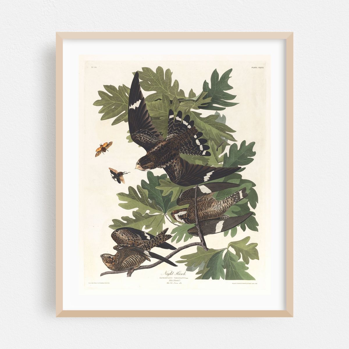 Night hawk (1827–1838) – image 1 of 12