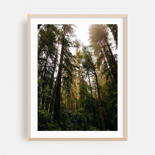 Armstrong Redwoods Forest