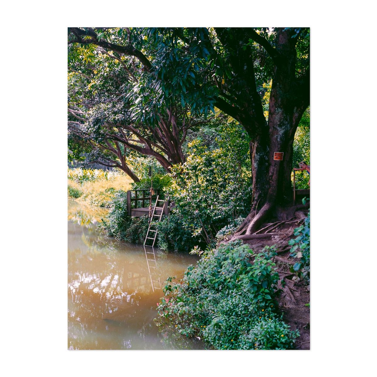Wai Koa – image 1 of 2