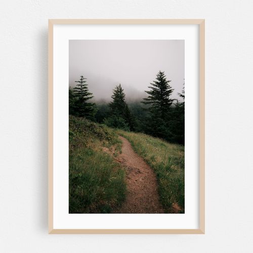 Forest Trail V