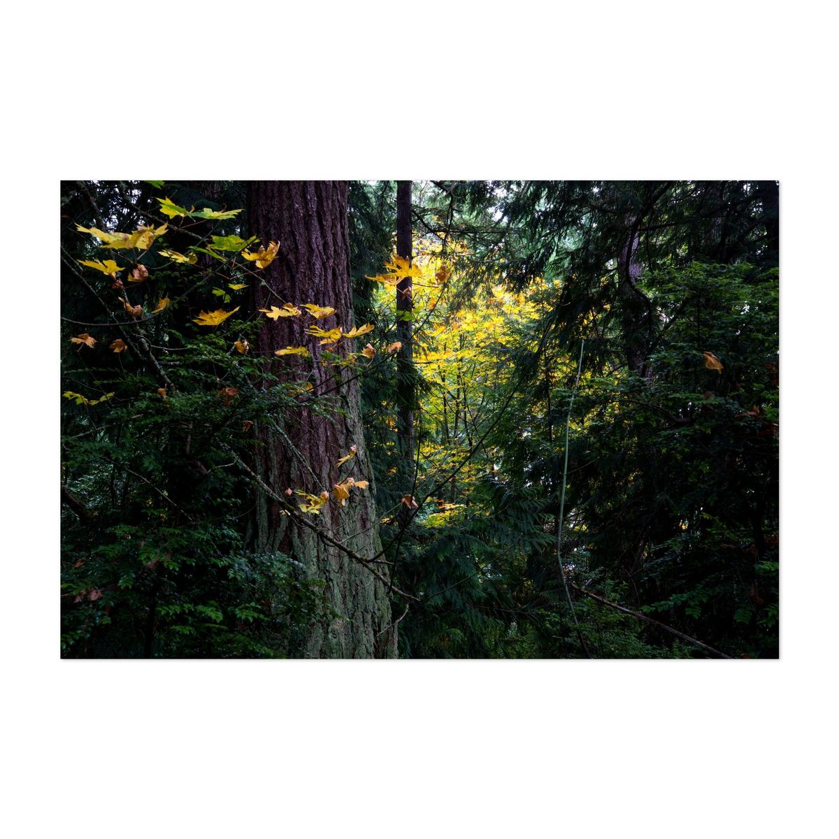Sunlit Autumn Forest – image 1 of 2