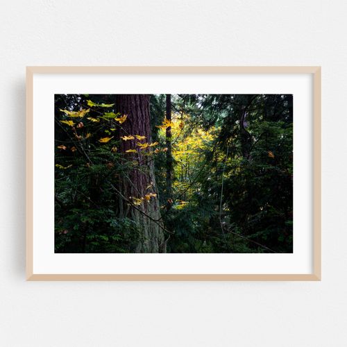 Sunlit Autumn Forest