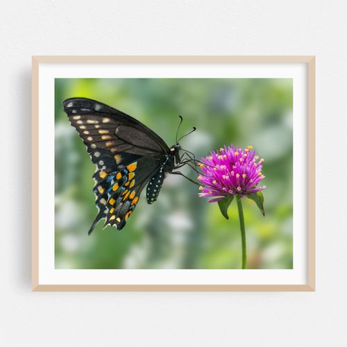 Black Swallowtail on Amaranth