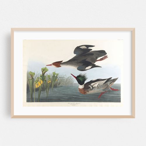 Red-breasted merganser (1827–1838)