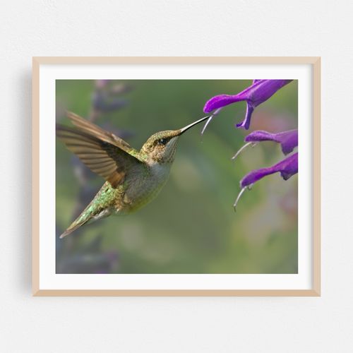 Female Ruby-Throated Hummingbird