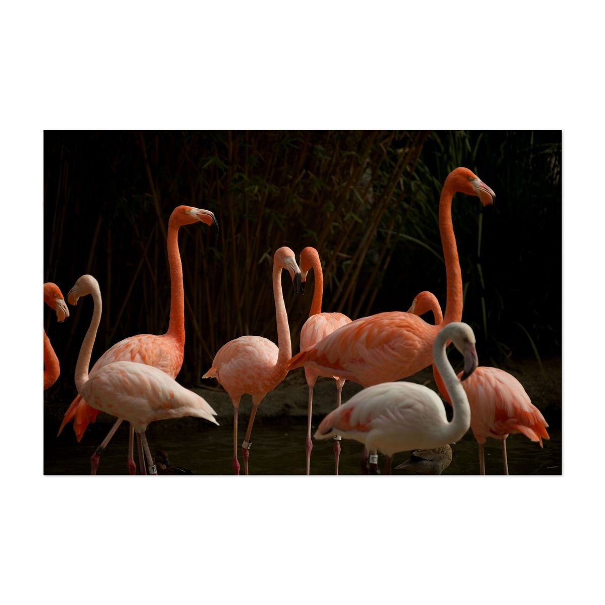 Flamingo Harmony – image 1 of 2