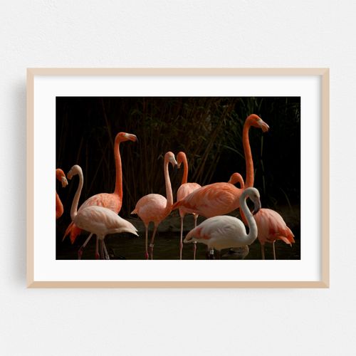 Flamingo Harmony