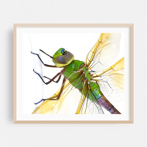 Green Darner