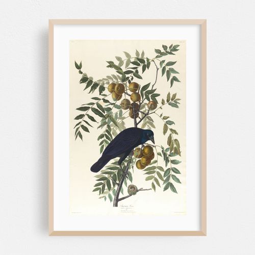 American crow (1827–1838)