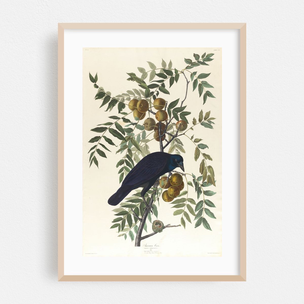 American crow (1827–1838) – image 1 of 16