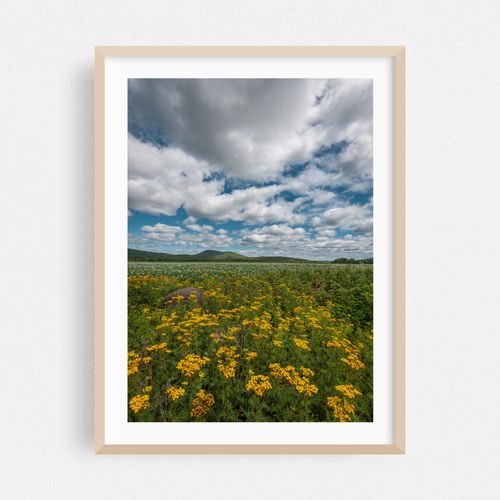 Adirondack Field