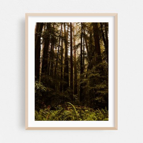 Armstrong Redwoods Forest Ferns