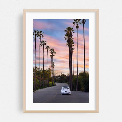 Sunset Bug