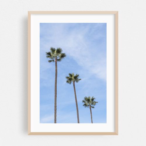 Tropical palms in Morocco