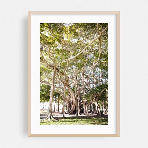 The Banyan II