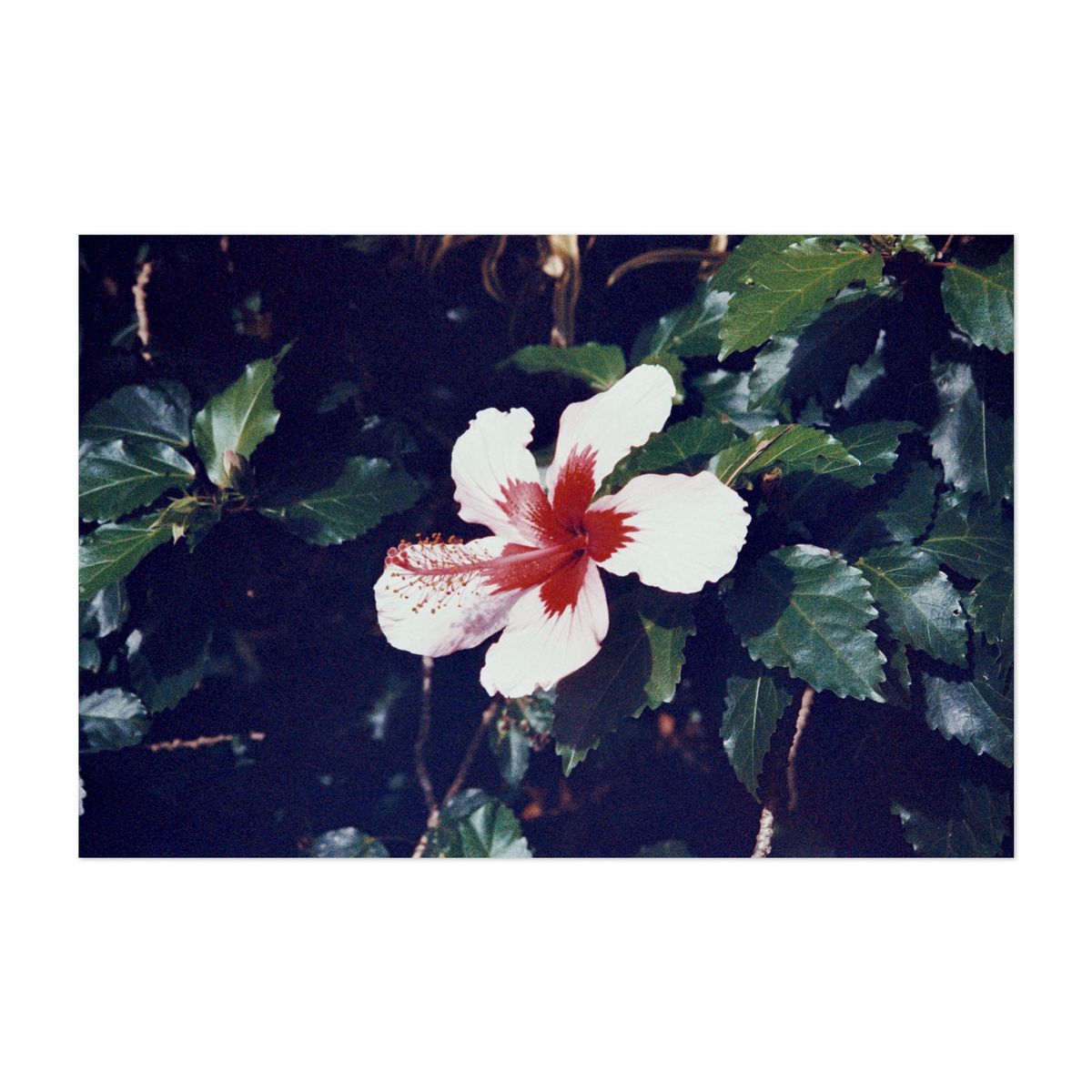 Hawaiian Flowers – image 1 of 2