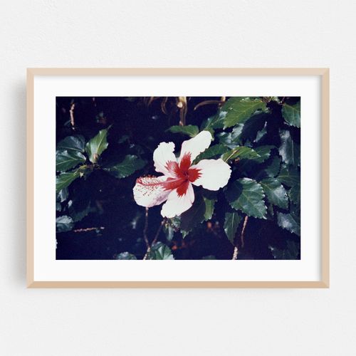 Hawaiian Flowers