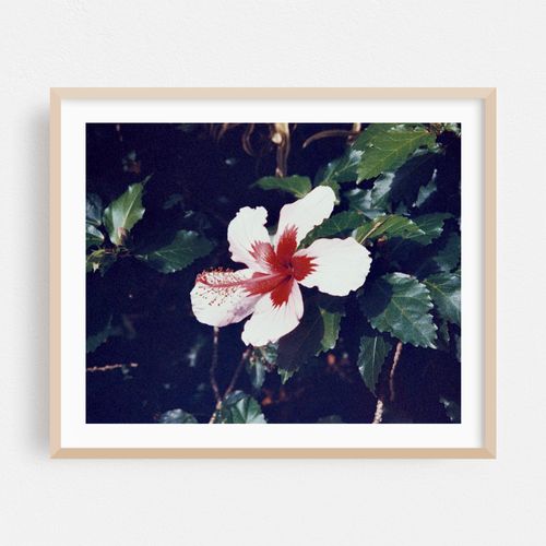Hawaiian Flowers