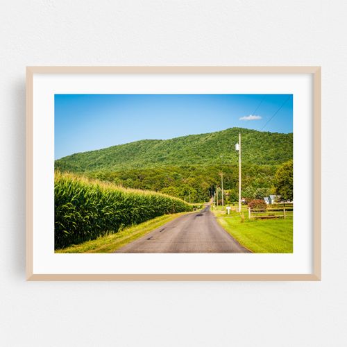 Corn Fields, Country Roads