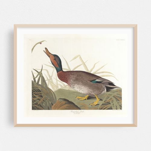 Bemaculated duck (1827–1838)